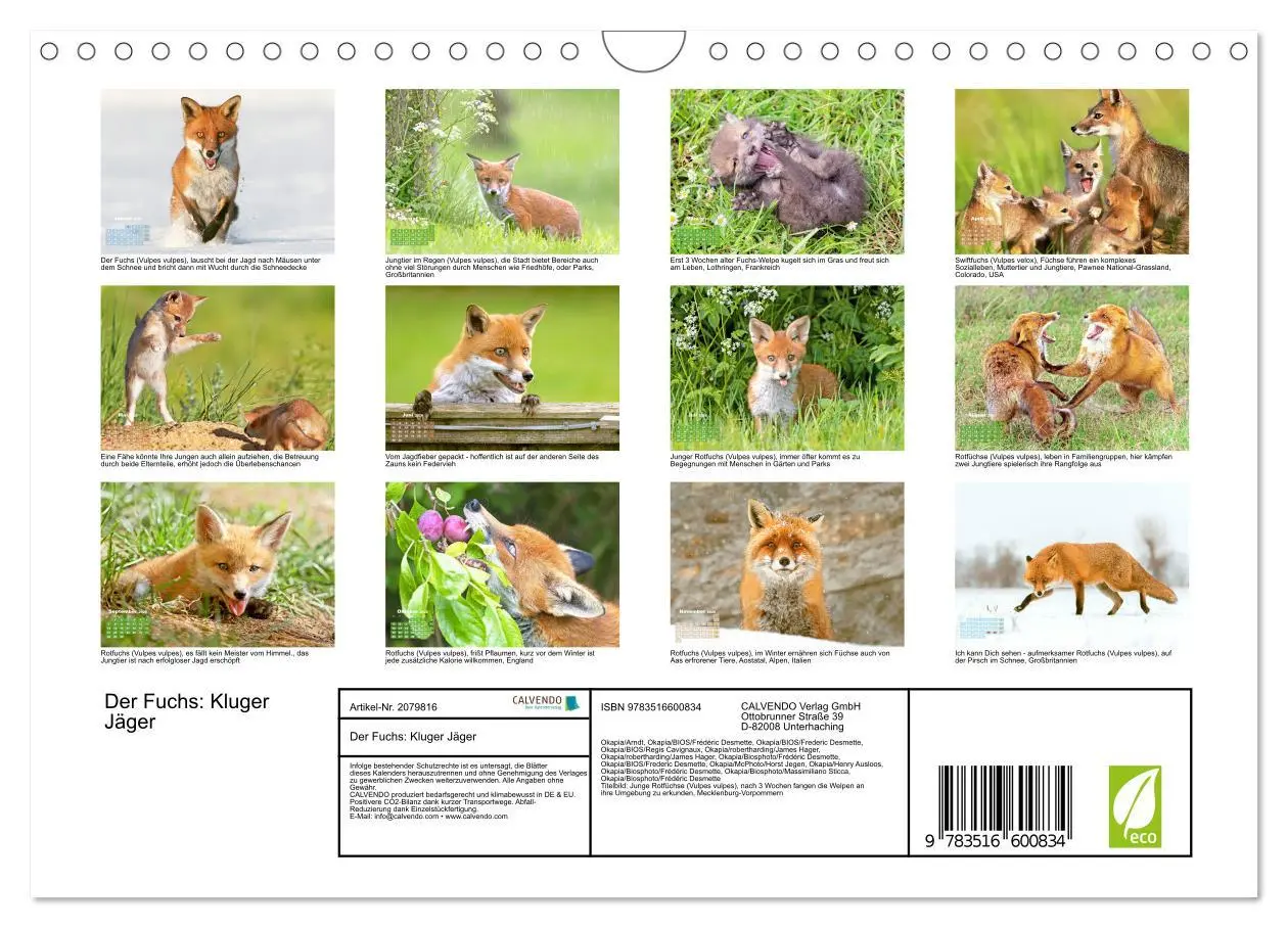 Bild: 9783516600834 | Der Fuchs: Kluger Jäger (Wandkalender 2026 DIN A4 quer), CALVENDO...