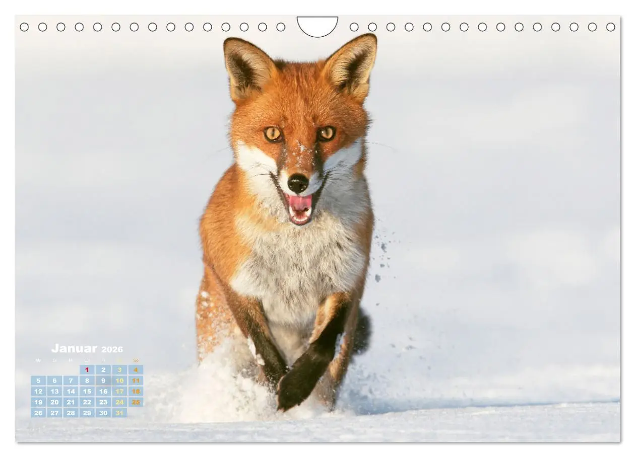 Bild: 9783516600834 | Der Fuchs: Kluger Jäger (Wandkalender 2026 DIN A4 quer), CALVENDO...