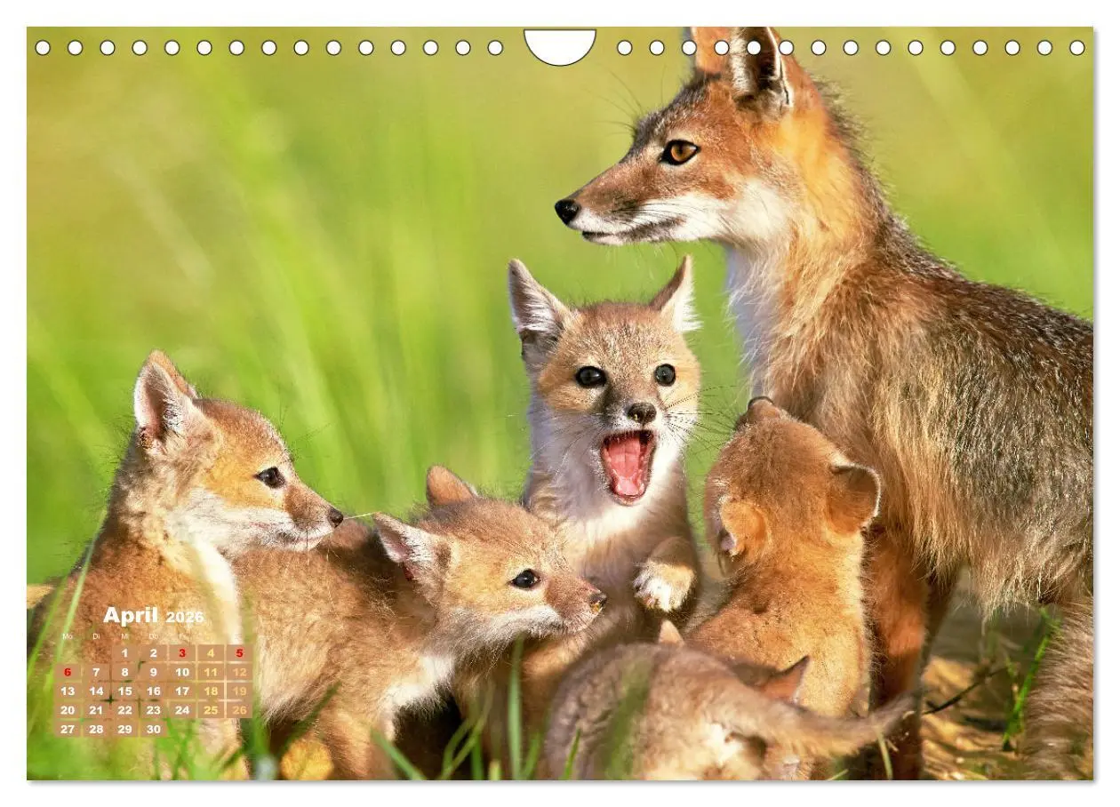 Bild: 9783516600834 | Der Fuchs: Kluger Jäger (Wandkalender 2026 DIN A4 quer), CALVENDO...