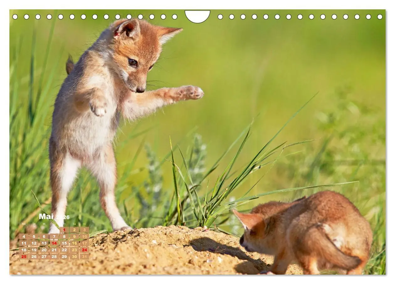 Bild: 9783516600834 | Der Fuchs: Kluger Jäger (Wandkalender 2026 DIN A4 quer), CALVENDO...