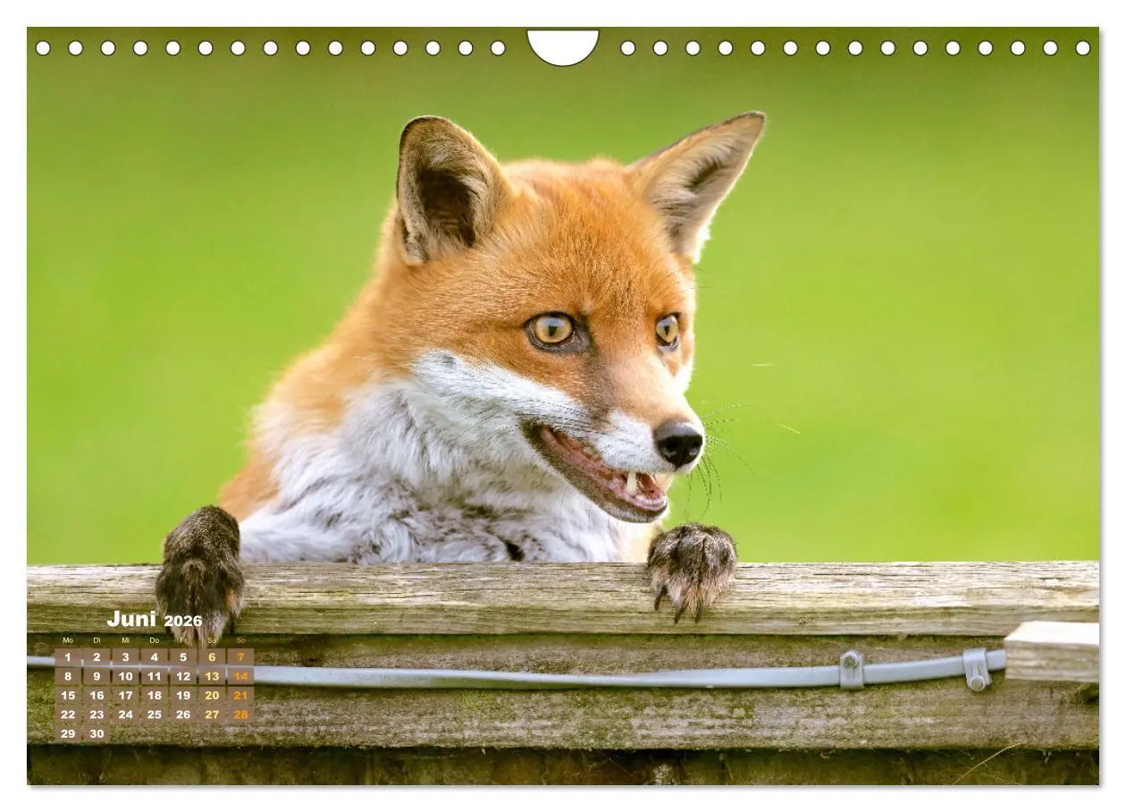 Bild: 9783516600834 | Der Fuchs: Kluger Jäger (Wandkalender 2026 DIN A4 quer), CALVENDO...