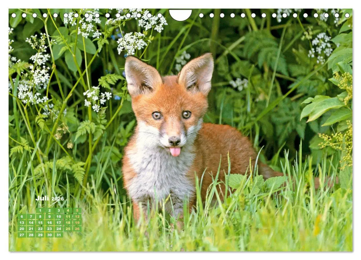 Bild: 9783516600834 | Der Fuchs: Kluger Jäger (Wandkalender 2026 DIN A4 quer), CALVENDO...