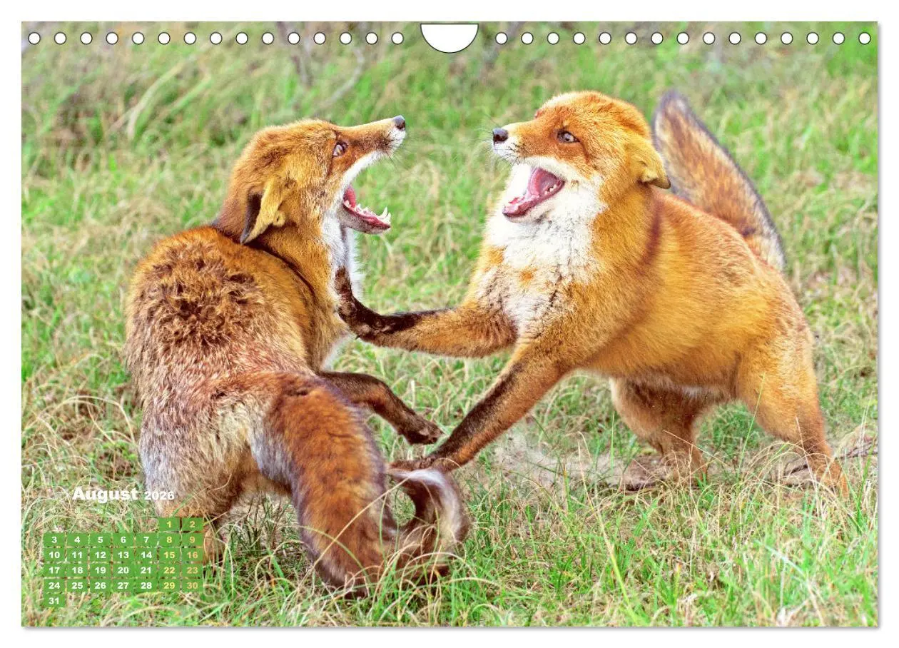 Bild: 9783516600834 | Der Fuchs: Kluger Jäger (Wandkalender 2026 DIN A4 quer), CALVENDO...