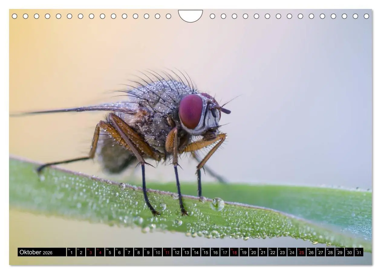Bild: 9783516210934 | Kleine Wesen - Makroaufnahmen von einheimischen Insekten...