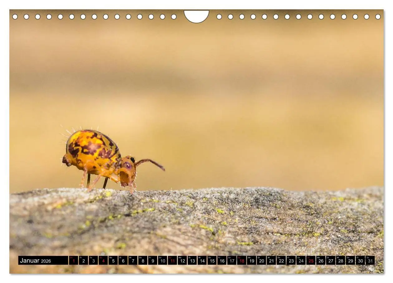 Bild: 9783516210934 | Kleine Wesen - Makroaufnahmen von einheimischen Insekten...