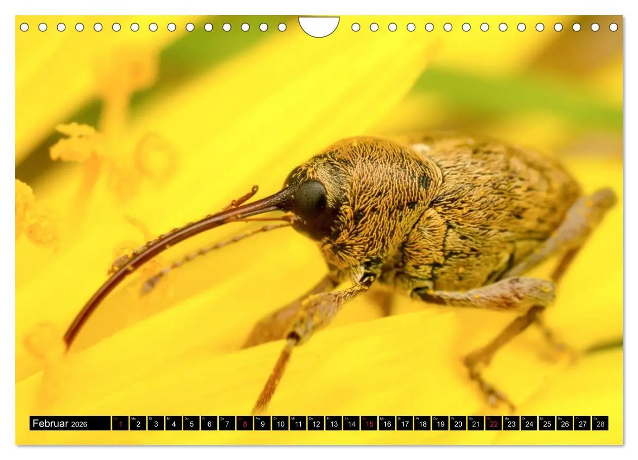 Bild: 9783516210934 | Kleine Wesen - Makroaufnahmen von einheimischen Insekten...