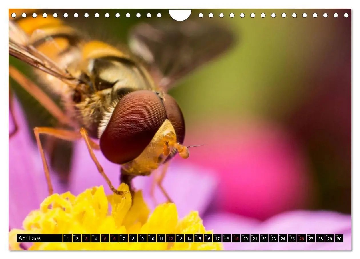Bild: 9783516210934 | Kleine Wesen - Makroaufnahmen von einheimischen Insekten...