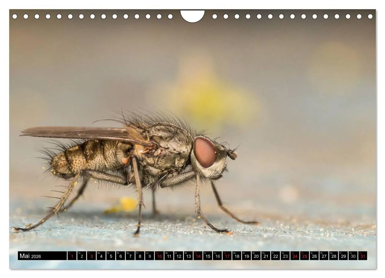 Bild: 9783516210934 | Kleine Wesen - Makroaufnahmen von einheimischen Insekten...