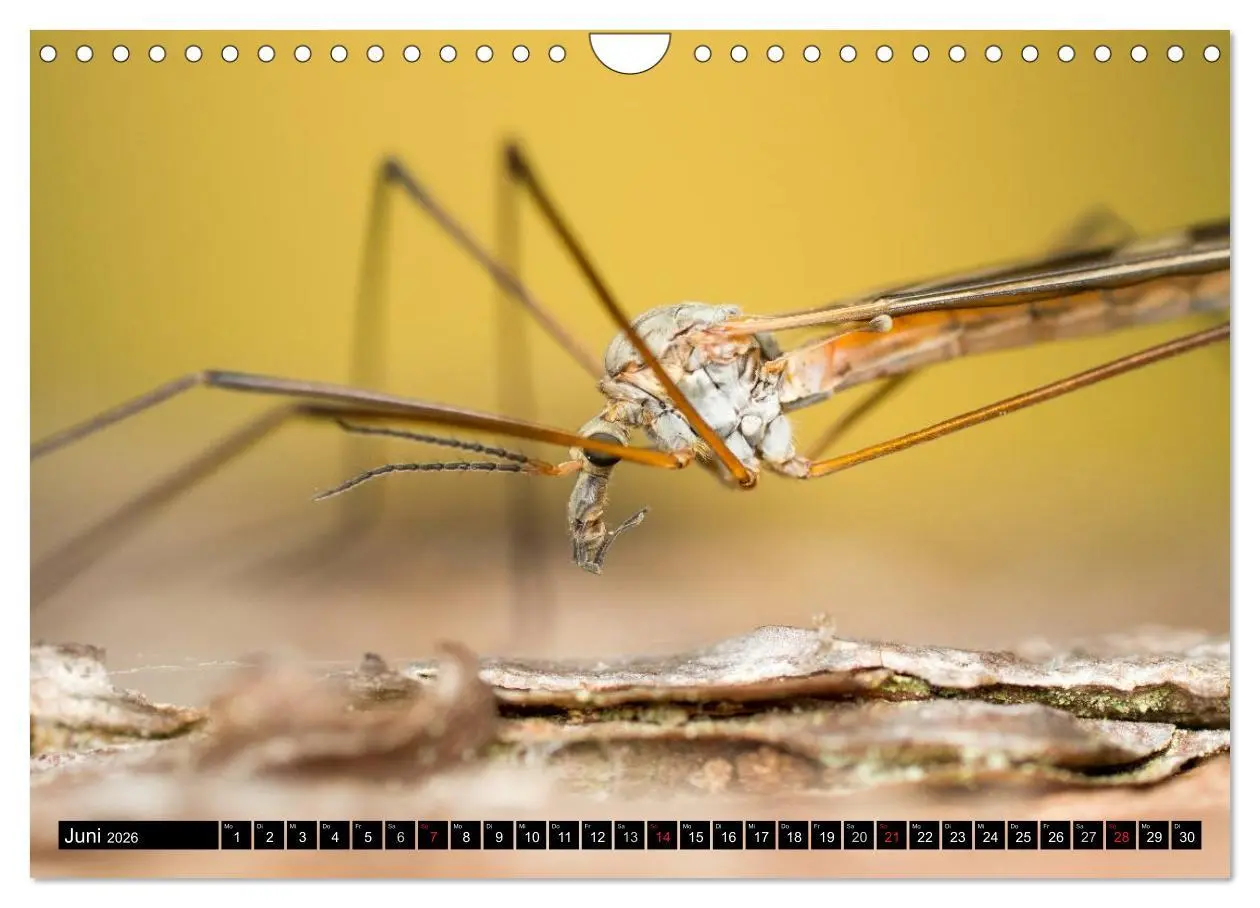 Bild: 9783516210934 | Kleine Wesen - Makroaufnahmen von einheimischen Insekten...