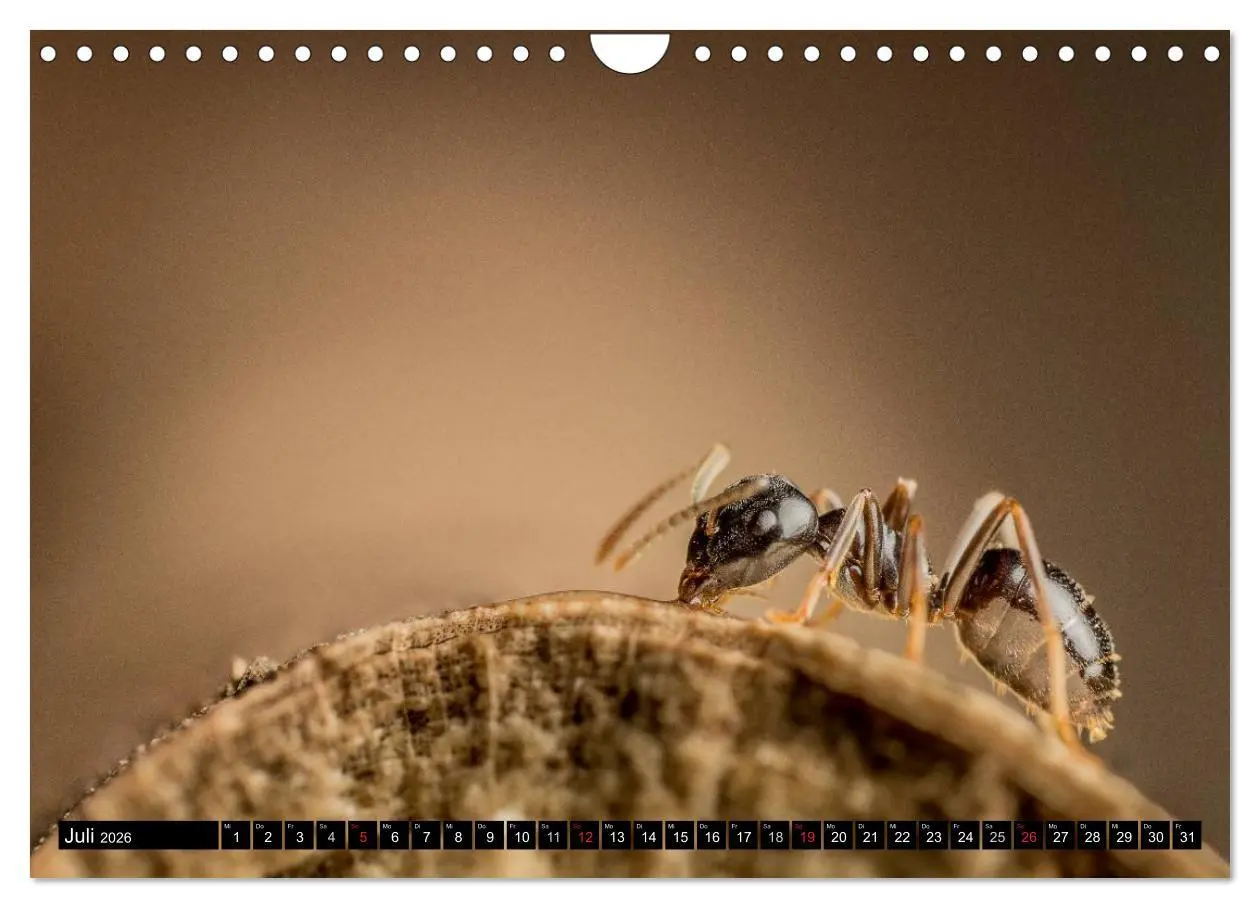Bild: 9783516210934 | Kleine Wesen - Makroaufnahmen von einheimischen Insekten...
