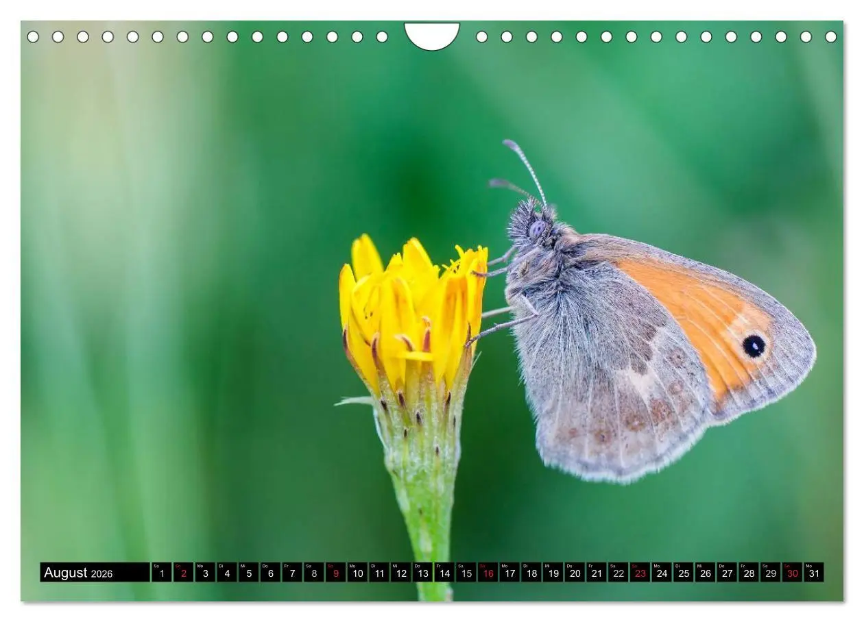 Bild: 9783516210934 | Kleine Wesen - Makroaufnahmen von einheimischen Insekten...