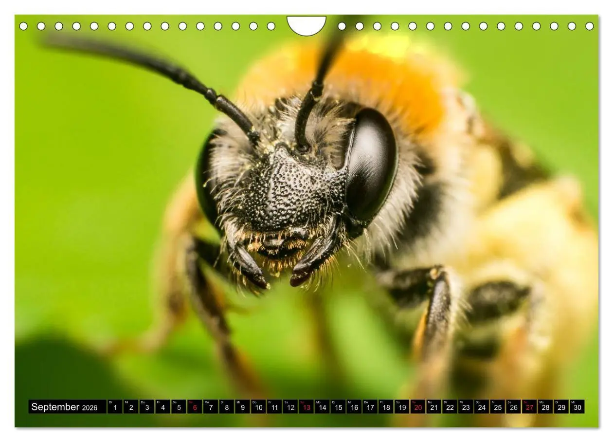 Bild: 9783516210934 | Kleine Wesen - Makroaufnahmen von einheimischen Insekten...