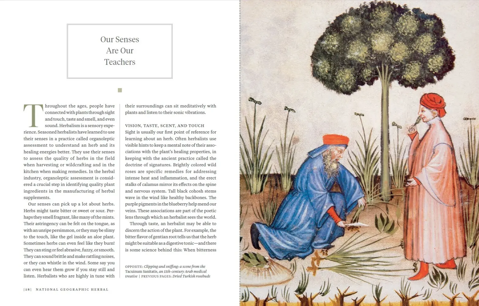 Bild: 9783987010934 | Die ganze Welt der Heilpflanzen | Mimi Prunella Hernandez | Buch