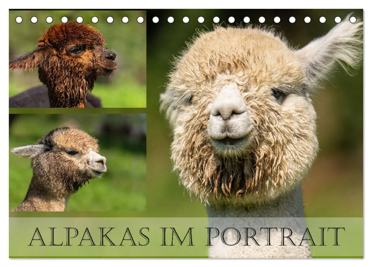 Cover: 9783457491034 | Alpakas im Portrait (Tischkalender 2026 DIN A5 quer), CALVENDO...