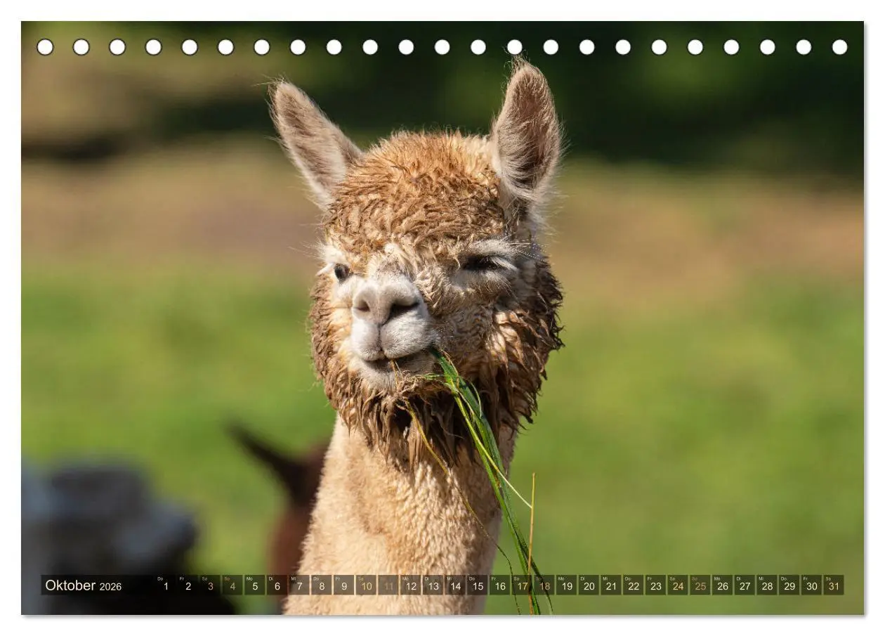 Bild: 9783457491034 | Alpakas im Portrait (Tischkalender 2026 DIN A5 quer), CALVENDO...