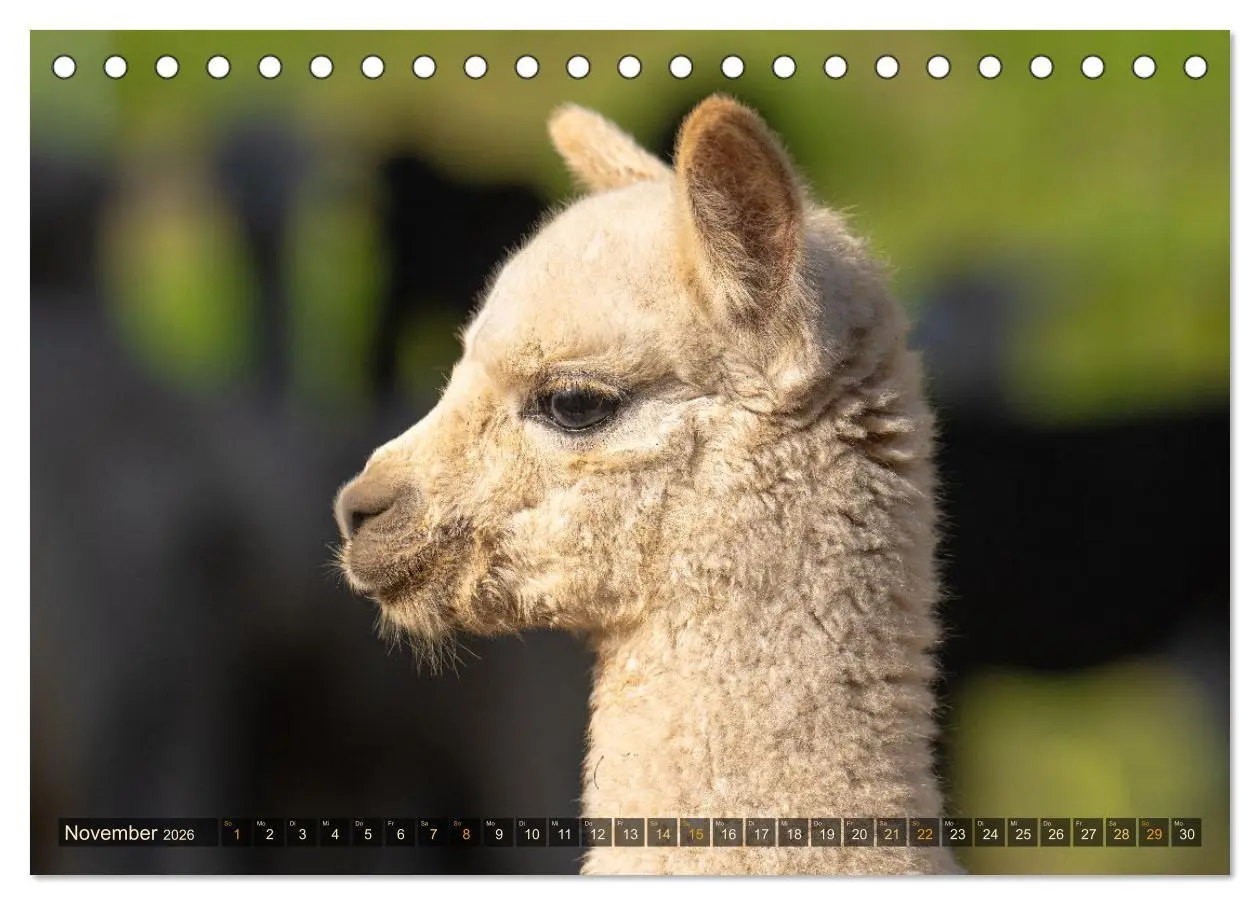 Bild: 9783457491034 | Alpakas im Portrait (Tischkalender 2026 DIN A5 quer), CALVENDO...