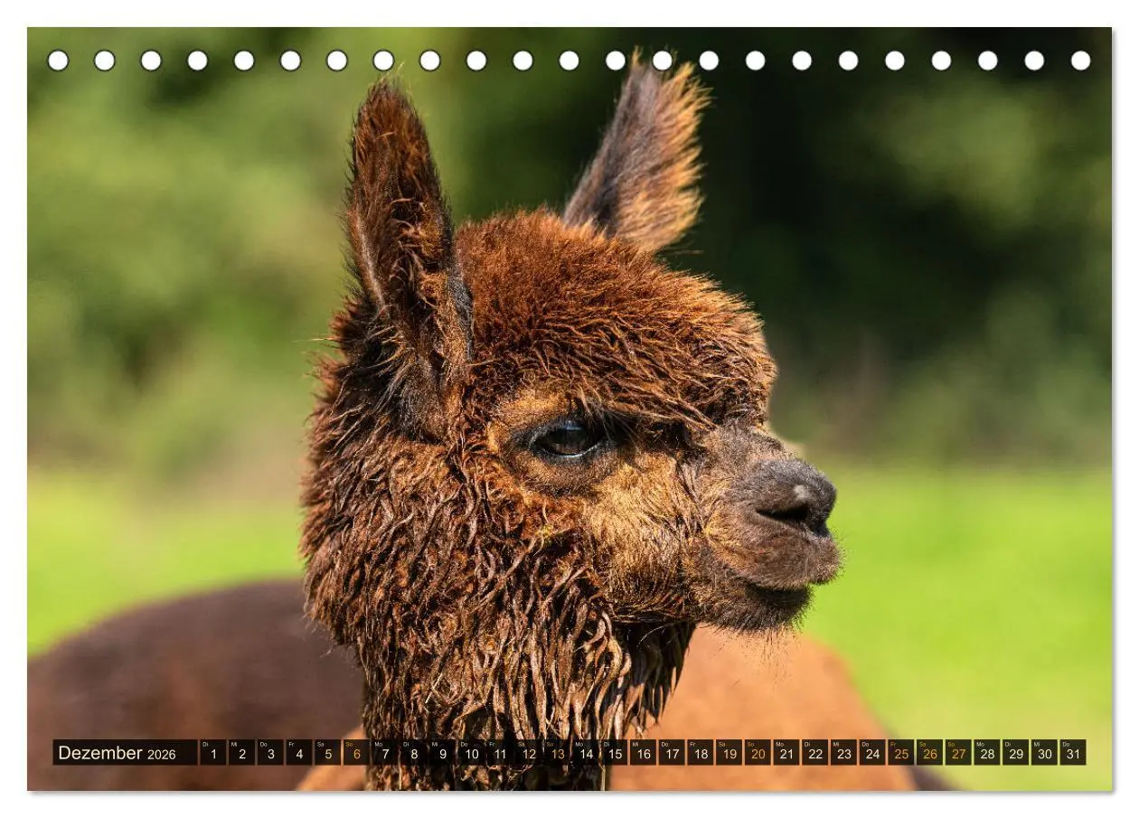 Bild: 9783457491034 | Alpakas im Portrait (Tischkalender 2026 DIN A5 quer), CALVENDO...