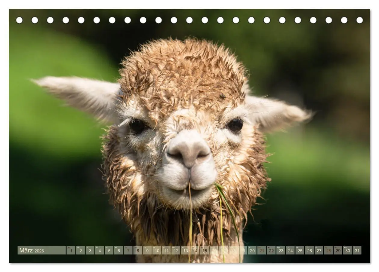 Bild: 9783457491034 | Alpakas im Portrait (Tischkalender 2026 DIN A5 quer), CALVENDO...