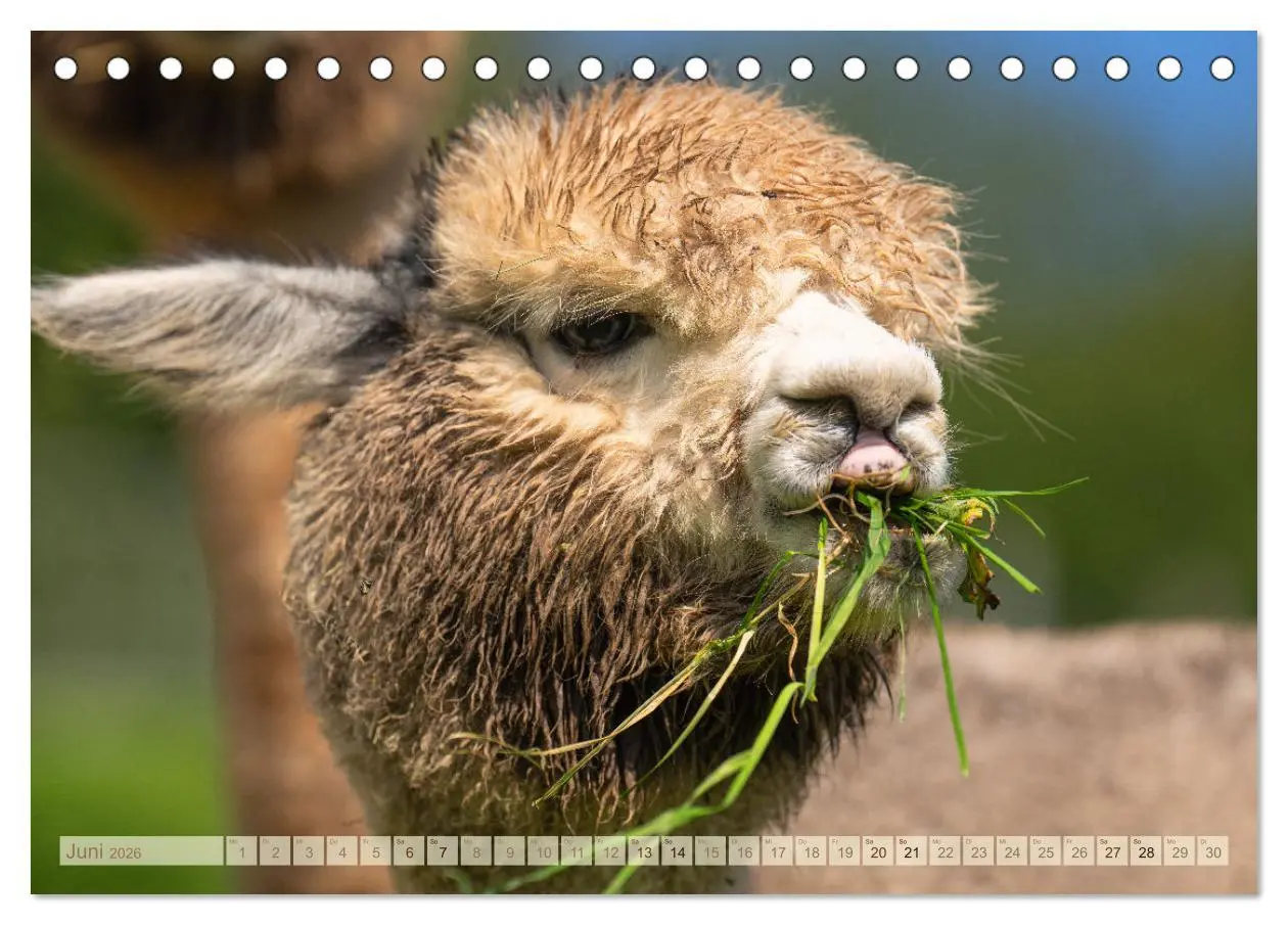 Bild: 9783457491034 | Alpakas im Portrait (Tischkalender 2026 DIN A5 quer), CALVENDO...