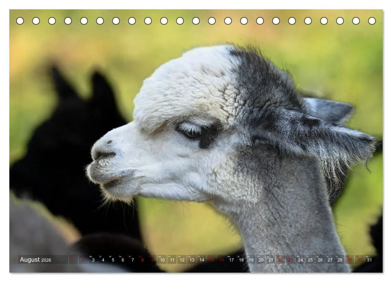 Bild: 9783457491034 | Alpakas im Portrait (Tischkalender 2026 DIN A5 quer), CALVENDO...
