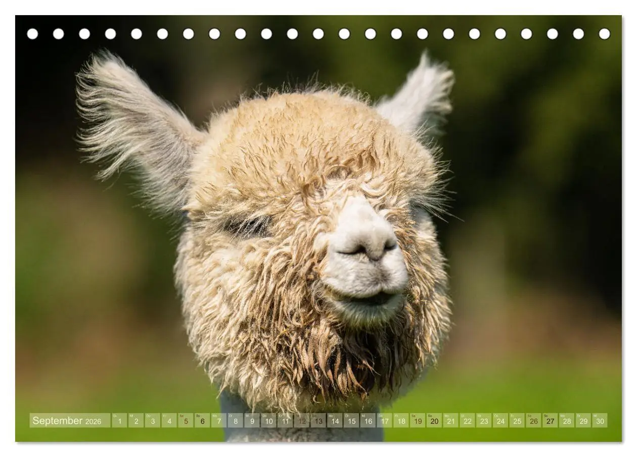 Bild: 9783457491034 | Alpakas im Portrait (Tischkalender 2026 DIN A5 quer), CALVENDO...