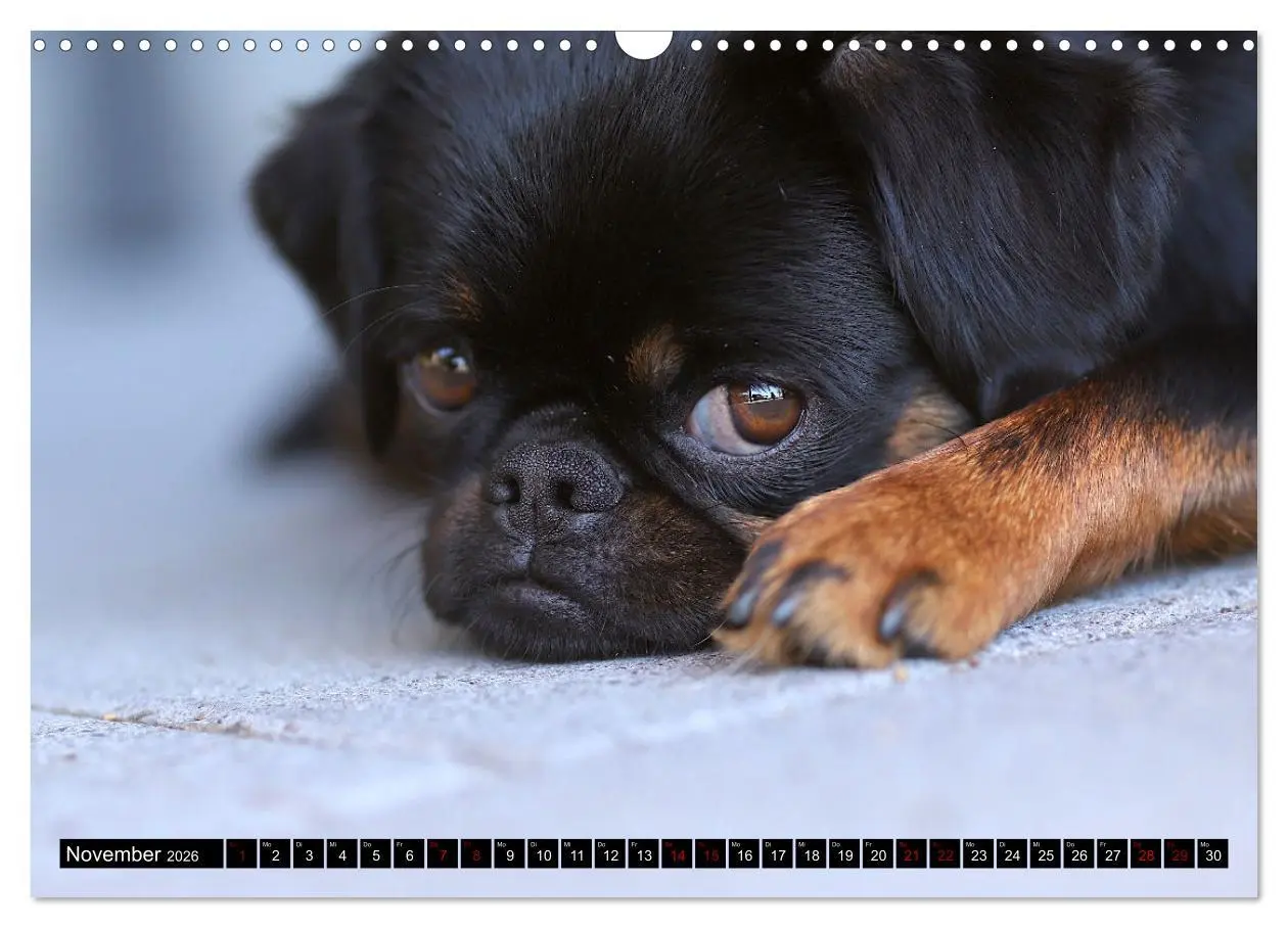 Bild: 9783457561034 | Wir Zwerggriffons 2026 (Wandkalender 2026 DIN A3 quer), CALVENDO...