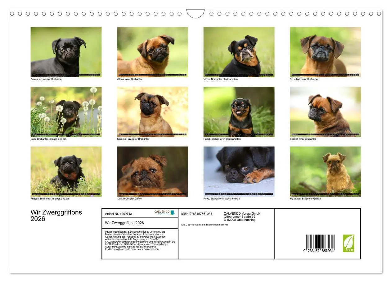 Bild: 9783457561034 | Wir Zwerggriffons 2026 (Wandkalender 2026 DIN A3 quer), CALVENDO...