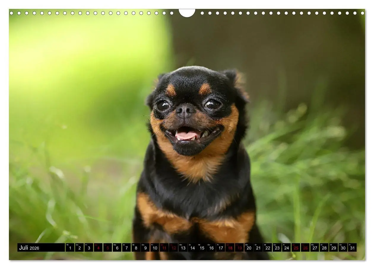 Bild: 9783457561034 | Wir Zwerggriffons 2026 (Wandkalender 2026 DIN A3 quer), CALVENDO...