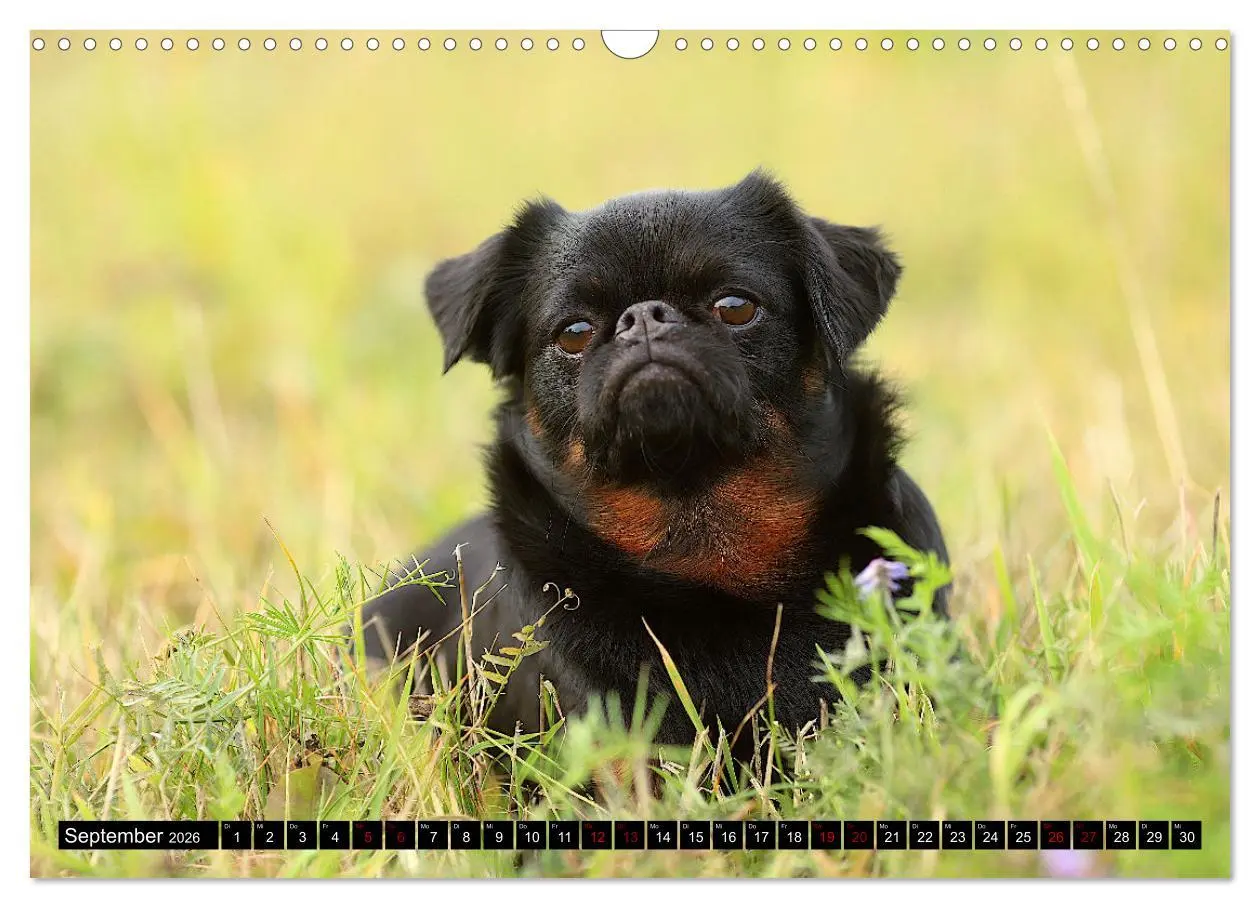 Bild: 9783457561034 | Wir Zwerggriffons 2026 (Wandkalender 2026 DIN A3 quer), CALVENDO...
