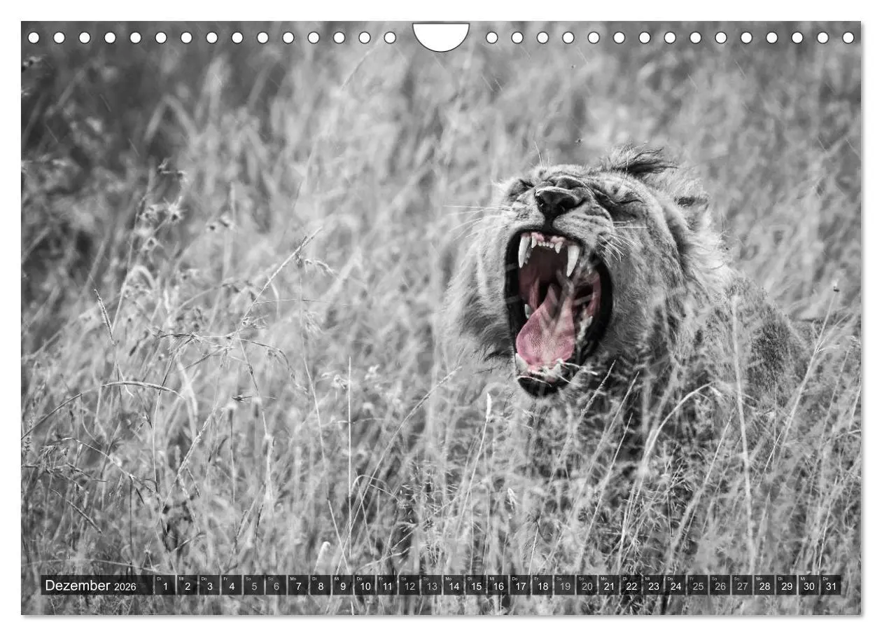 Bild: 9783457871034 | spotlight tansania (Wandkalender 2026 DIN A4 quer), CALVENDO...