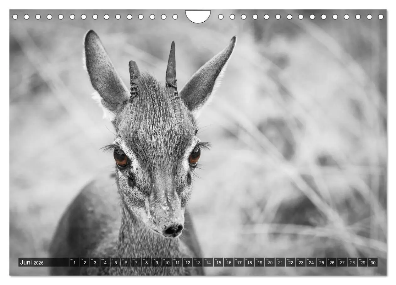 Bild: 9783457871034 | spotlight tansania (Wandkalender 2026 DIN A4 quer), CALVENDO...