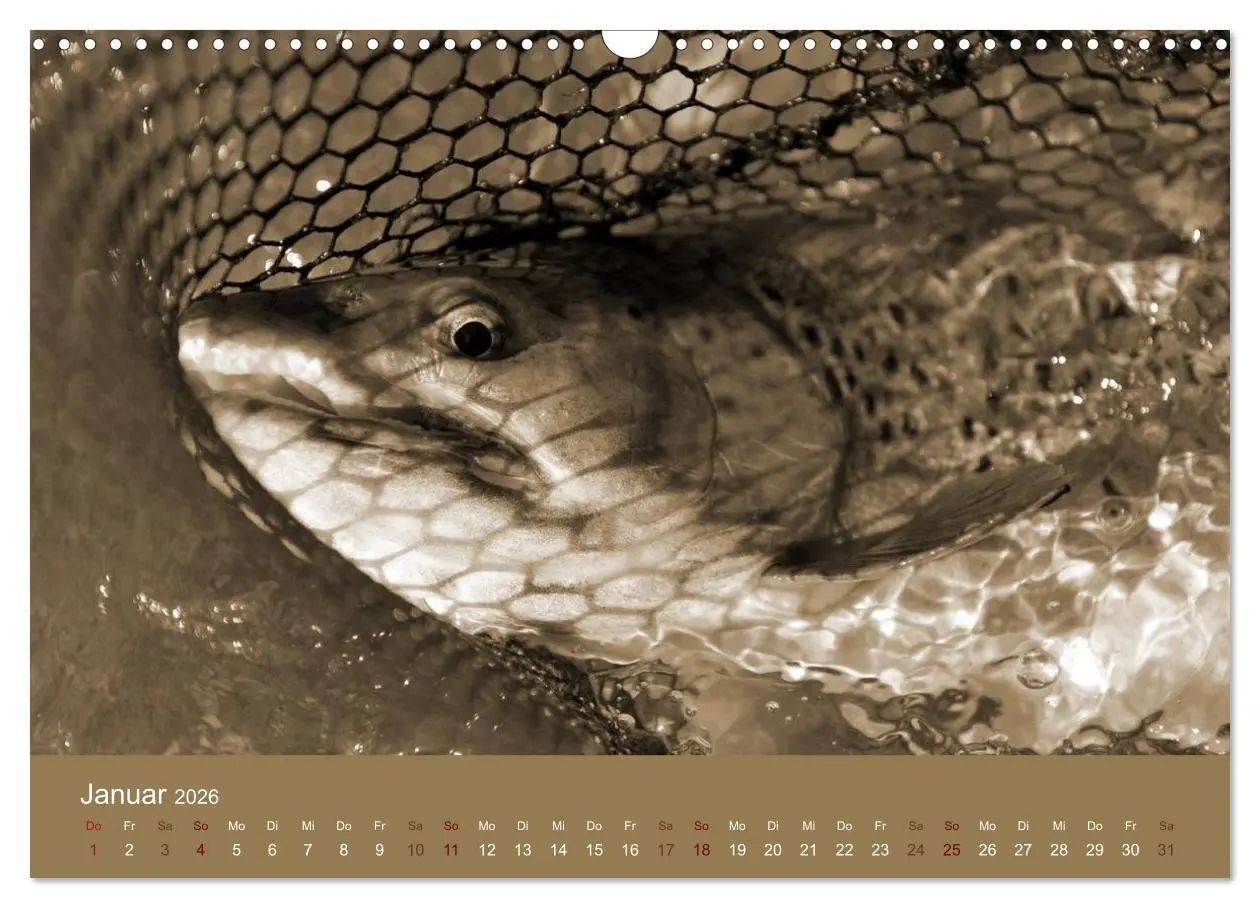 Bild: 9783516101034 | Fliegenfischen (Wandkalender 2026 DIN A3 quer), CALVENDO...
