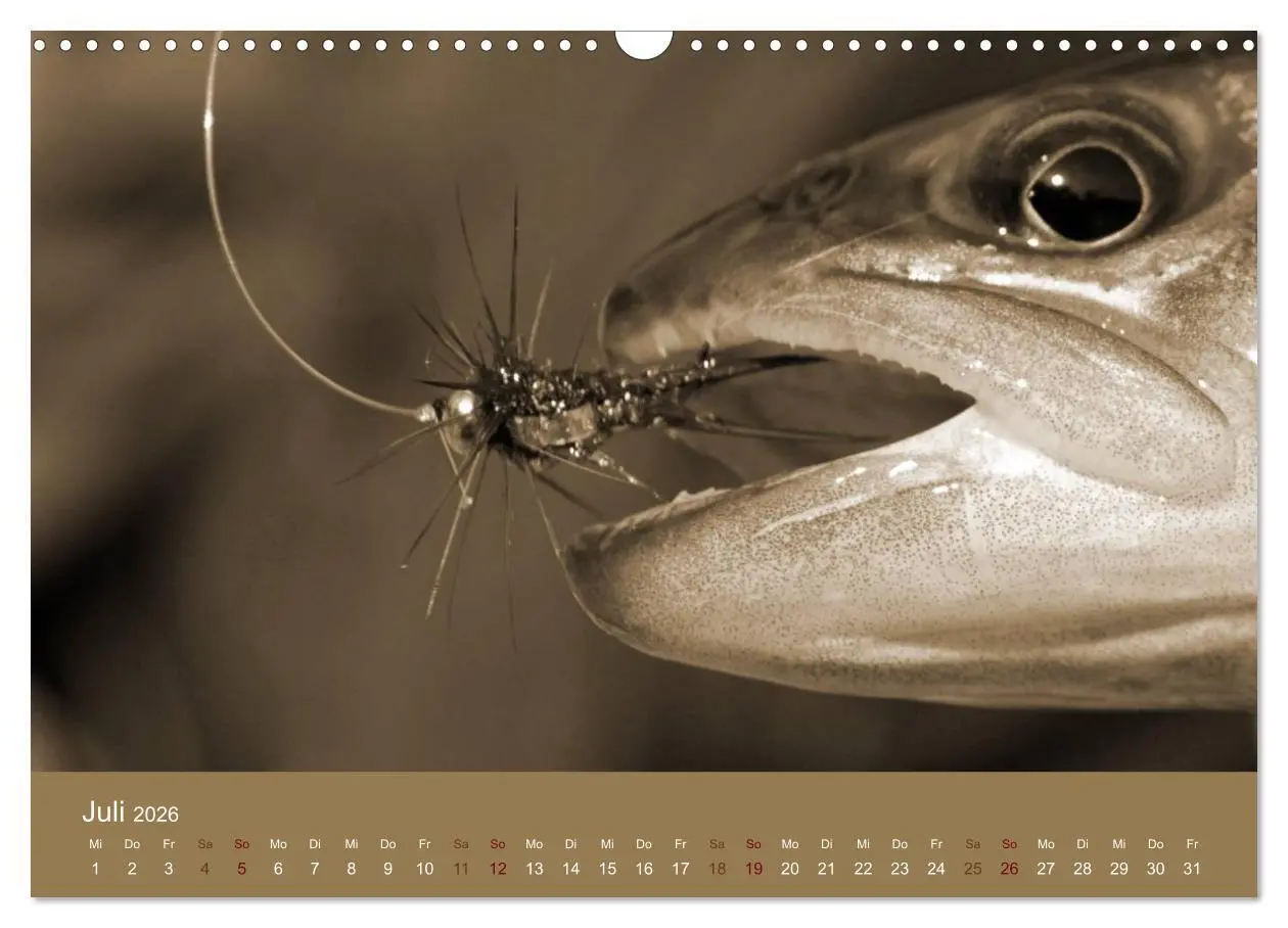 Bild: 9783516101034 | Fliegenfischen (Wandkalender 2026 DIN A3 quer), CALVENDO...
