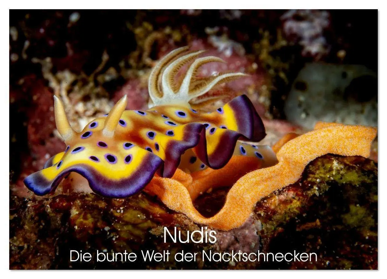Cover: 9783516641134 | Nudis - Die bunte Welt der Nacktschnecken (Wandkalender 2026 DIN A3...