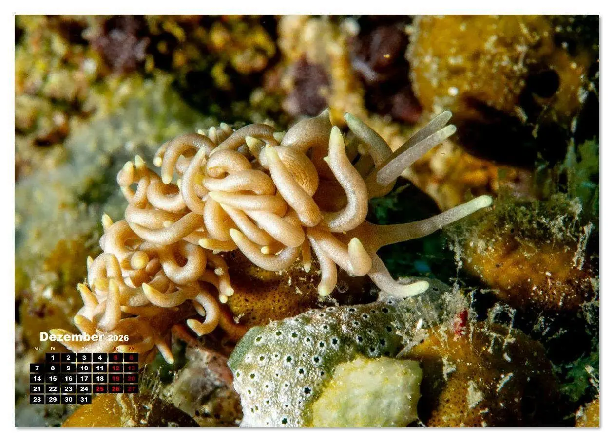 Bild: 9783516641134 | Nudis - Die bunte Welt der Nacktschnecken (Wandkalender 2026 DIN A3...