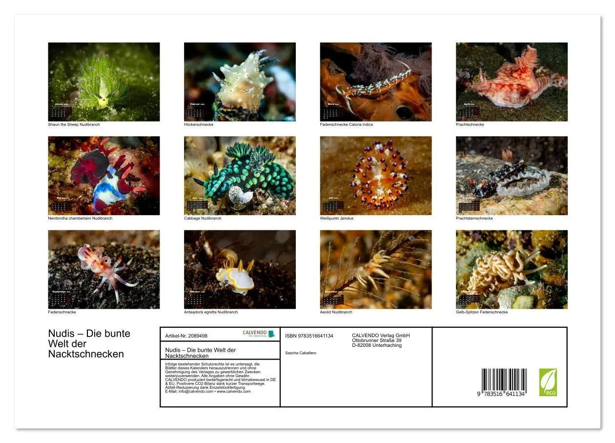 Bild: 9783516641134 | Nudis - Die bunte Welt der Nacktschnecken (Wandkalender 2026 DIN A3...