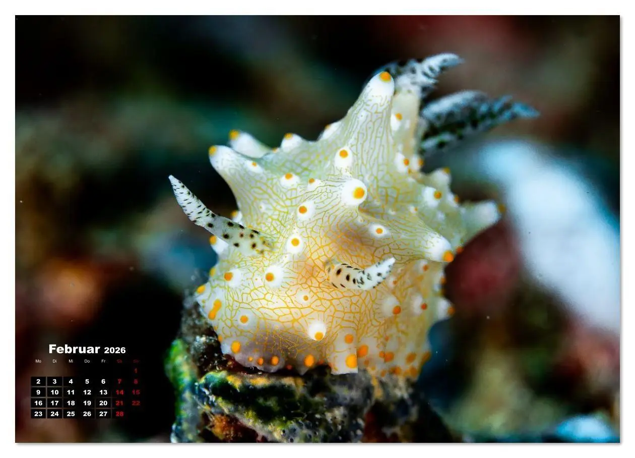 Bild: 9783516641134 | Nudis - Die bunte Welt der Nacktschnecken (Wandkalender 2026 DIN A3...