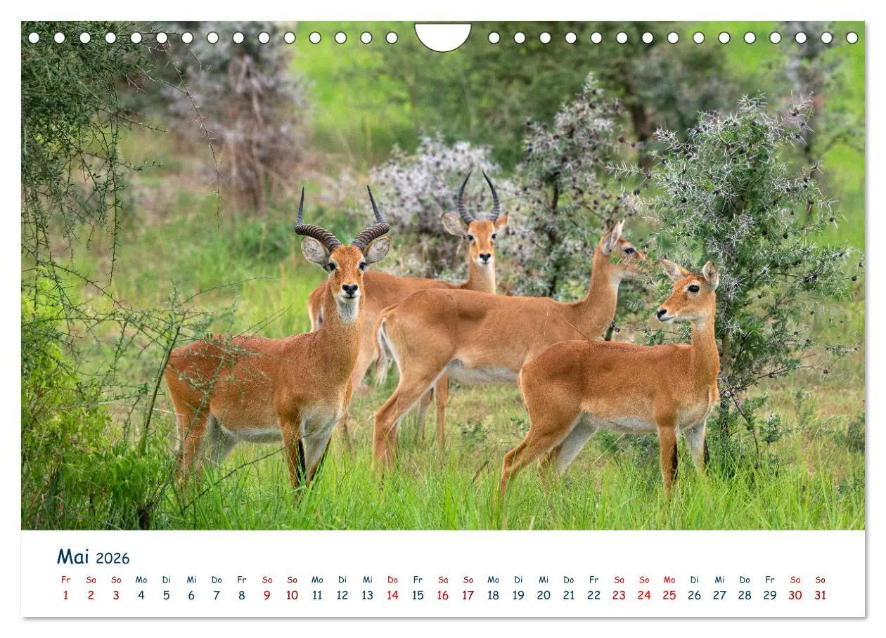 Bild: 9783457611234 | Fernweh Uganda - Naturschönheit Ostafrikas (Wandkalender 2026 DIN...