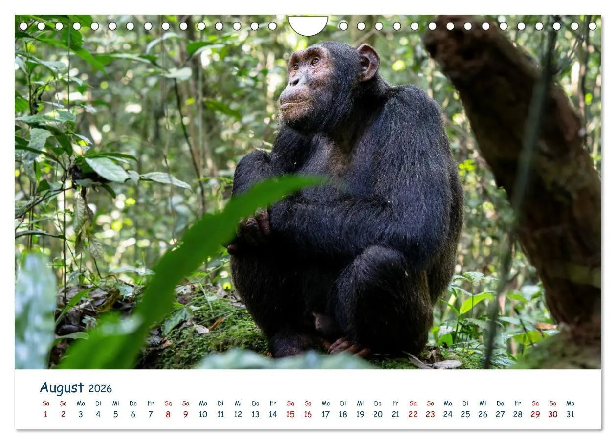 Bild: 9783457611234 | Fernweh Uganda - Naturschönheit Ostafrikas (Wandkalender 2026 DIN...