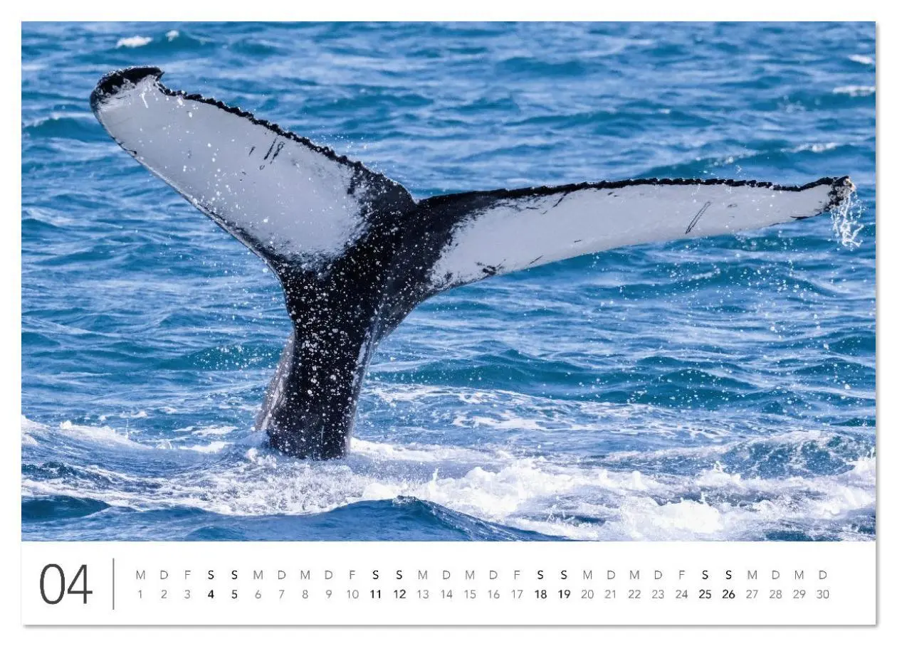 Bild: 9783516631234 | Magisches Island (Wandkalender 2026 DIN A4 quer), CALVENDO...