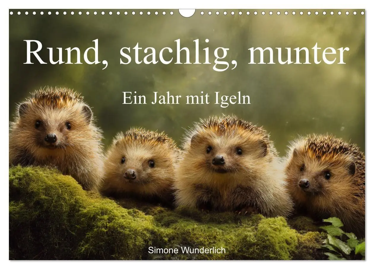 Cover: 9783516941234 | Rund, stachlig, munter - Ein Jahr mit Igeln (Wandkalender 2027 DIN...