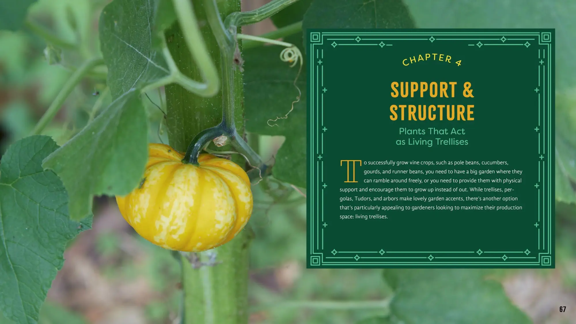 Bild: 9781635861334 | Plant Partners | Jessica Walliser | Taschenbuch | Englisch | 2020