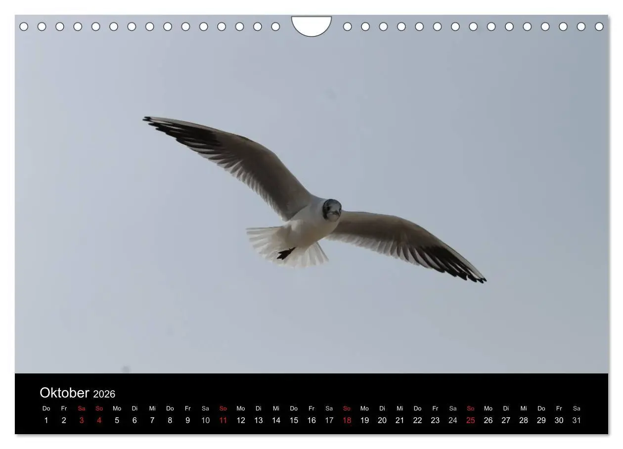 Bild: 9783516161434 | Sylt 2026 (Wandkalender 2026 DIN A4 quer), CALVENDO Monatskalender