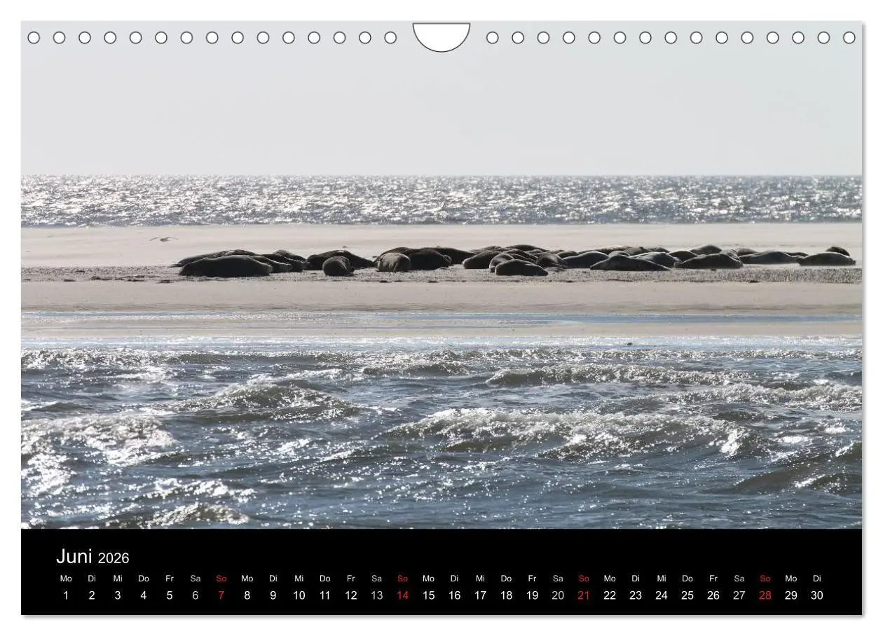 Bild: 9783516161434 | Sylt 2026 (Wandkalender 2026 DIN A4 quer), CALVENDO Monatskalender