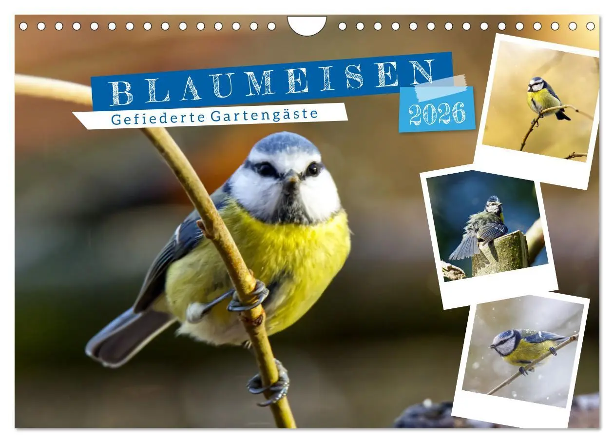 Cover: 9783457821534 | Gefiederte Gartengäste, Blaumeisen (Wandkalender 2026 DIN A4 quer),...