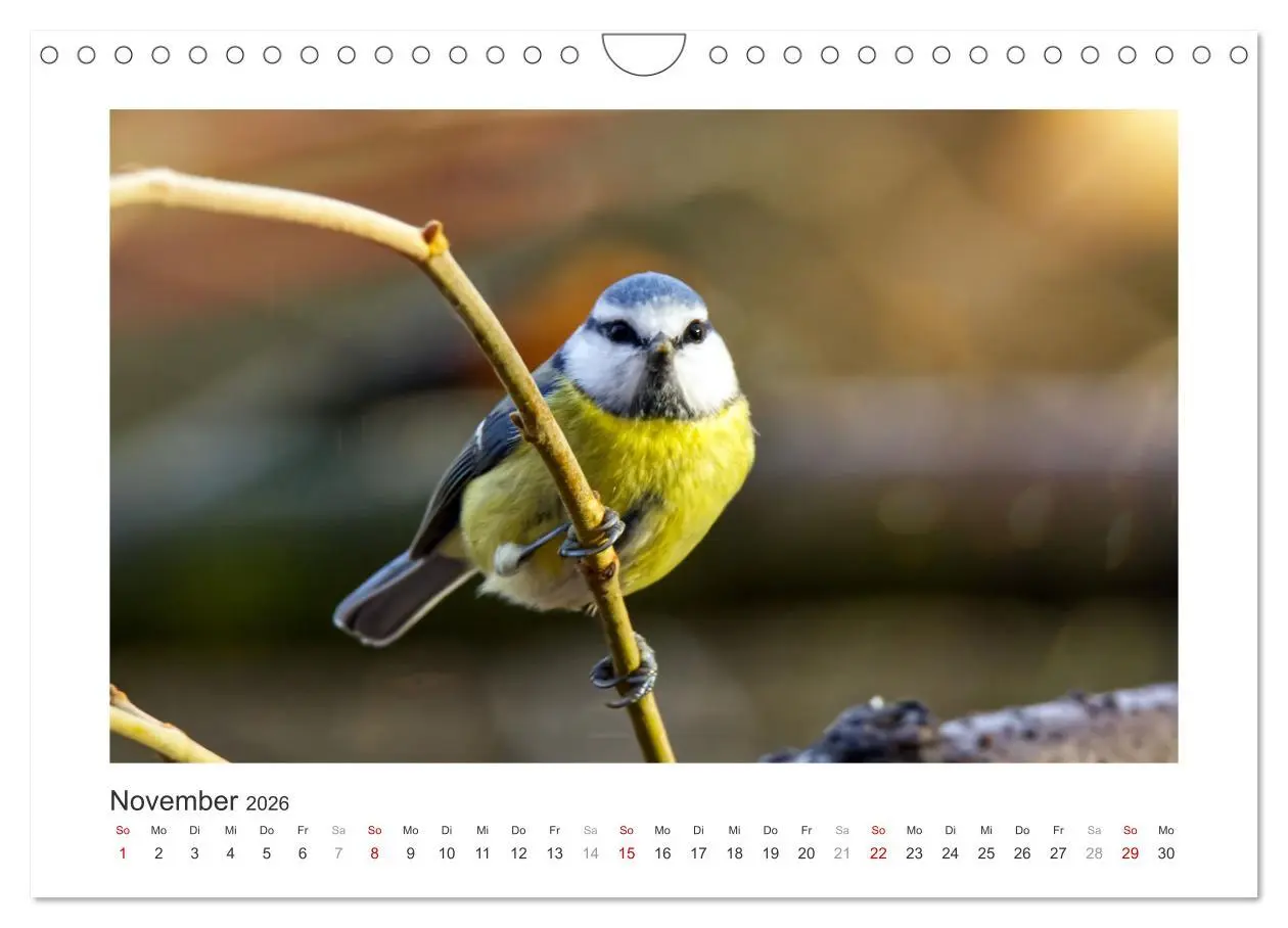 Bild: 9783457821534 | Gefiederte Gartengäste, Blaumeisen (Wandkalender 2026 DIN A4 quer),...