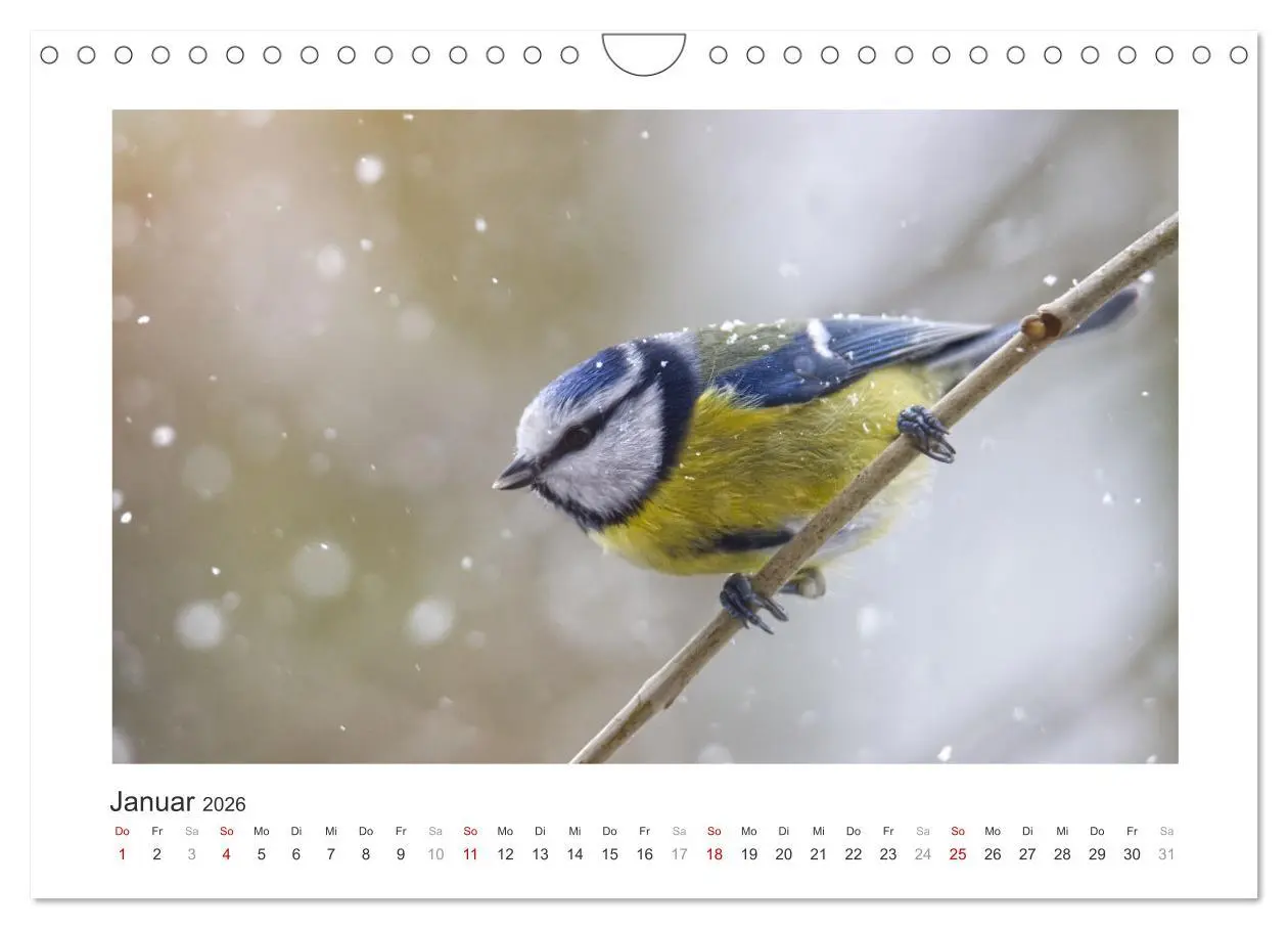 Bild: 9783457821534 | Gefiederte Gartengäste, Blaumeisen (Wandkalender 2026 DIN A4 quer),...