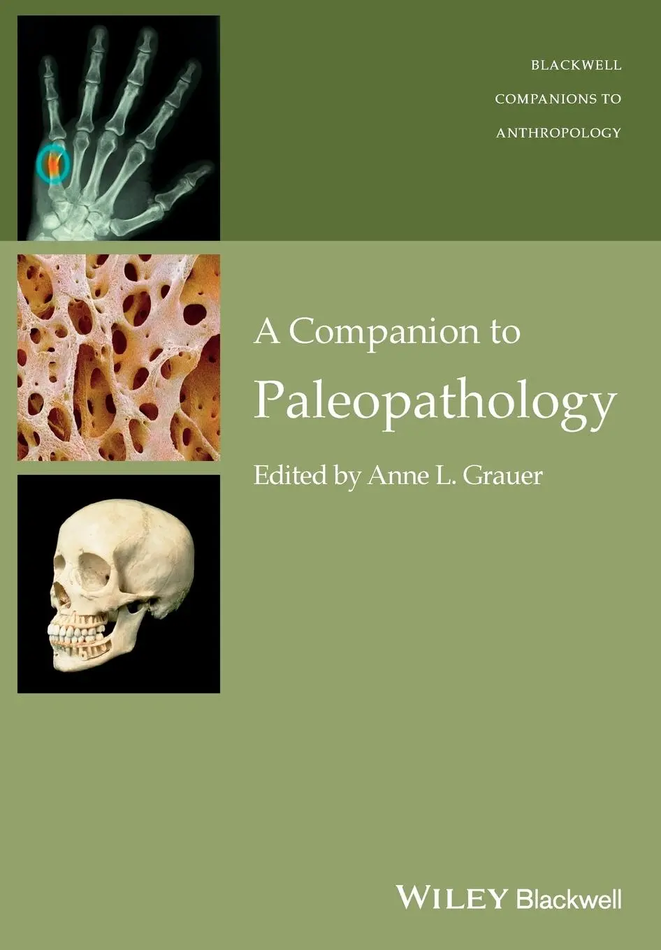 Cover: 9781119111634 | Companion to Paleopathology Ni | Anne L Grauer | Taschenbuch | 628 S.