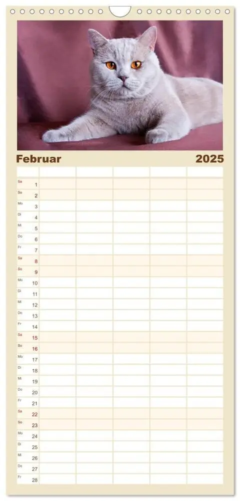 Bild: 9783457111734 | Familienplaner 2025 - Britisch Kurzhaar Katzen mit 5 Spalten...