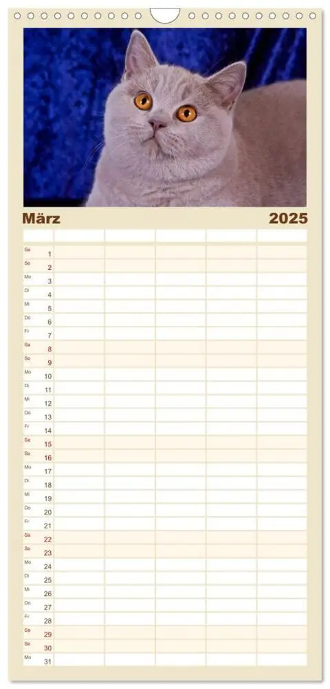 Bild: 9783457111734 | Familienplaner 2025 - Britisch Kurzhaar Katzen mit 5 Spalten...